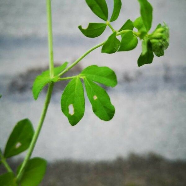 Lotus pedunculatus Blatt