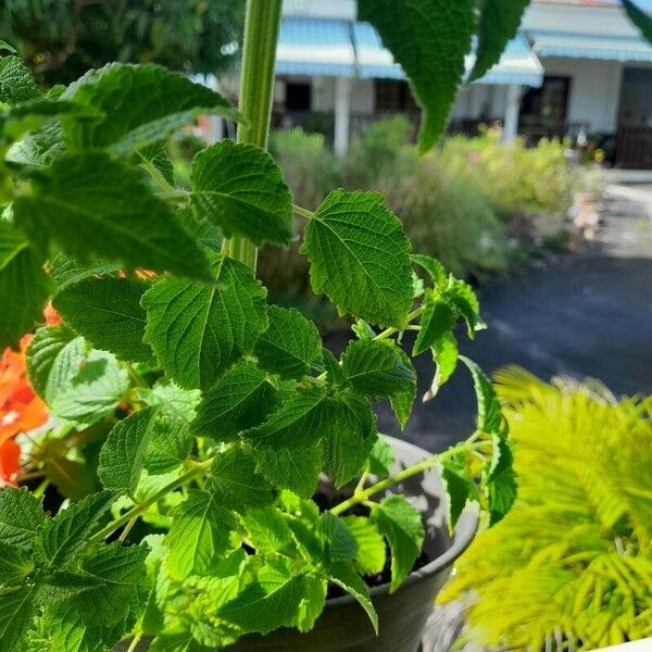 Platostoma hildebrandtii Leaf