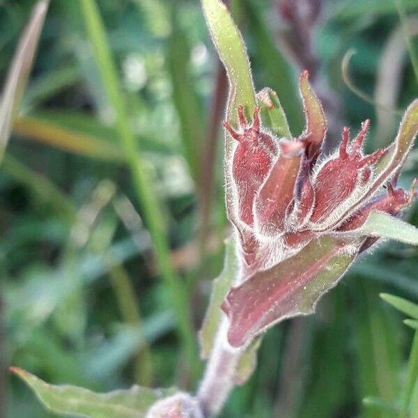 Oenothera stricta Flor