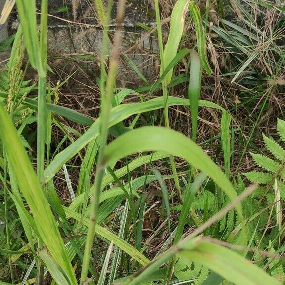 Setaria parviflora Φύλλο