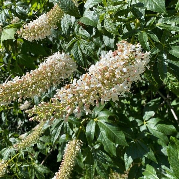 Aesculus californica Cvet