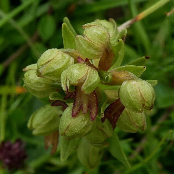 Dactylorhiza viridis Цвят