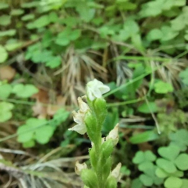 Goodyera repens Žiedas