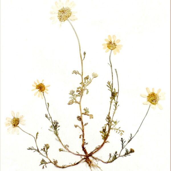 Anthemis arvensis Floare