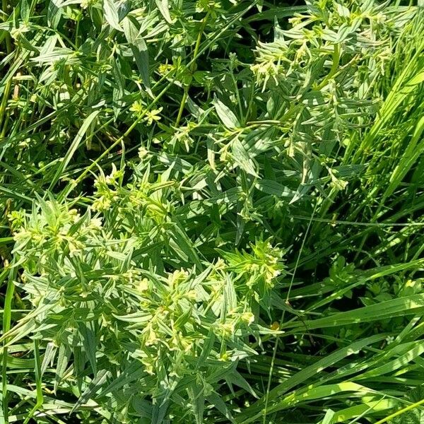 Lithospermum officinale Hábito