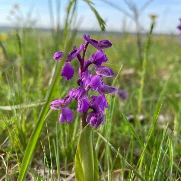 Anacamptis morio Çiçek