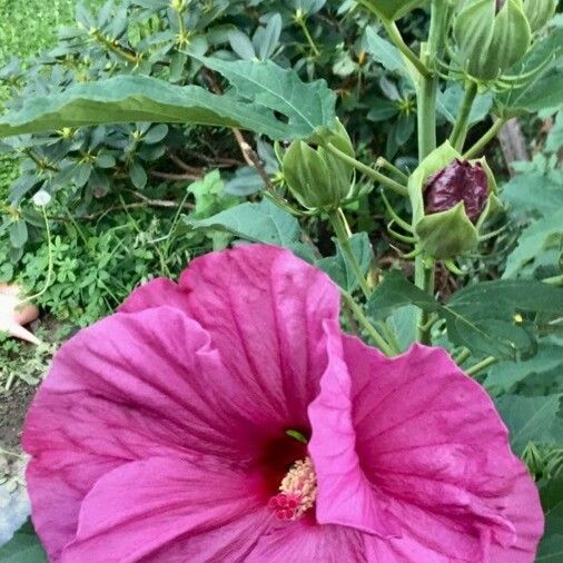 Hibiscus moscheutos Fleur