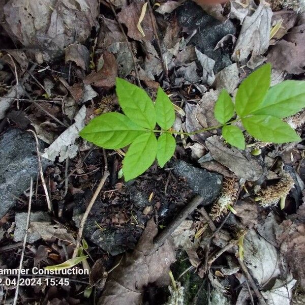 Aralia nudicaulis Levél