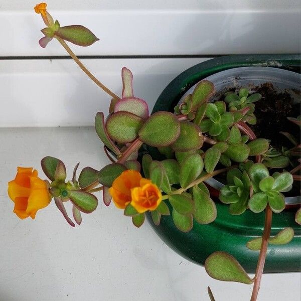 Portulaca umbraticola Fleur