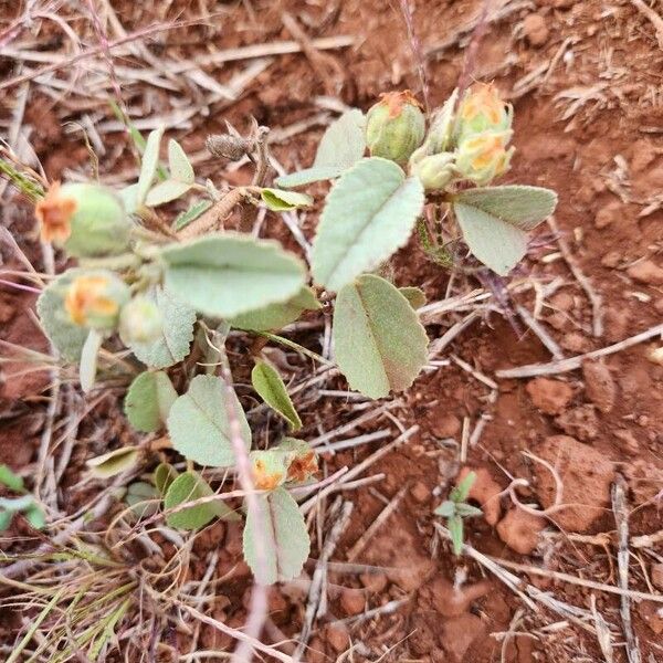 Melhania ovata برگ