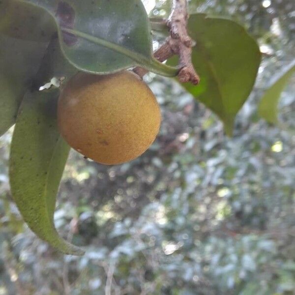 Pouteria eugeniifolia Frukt