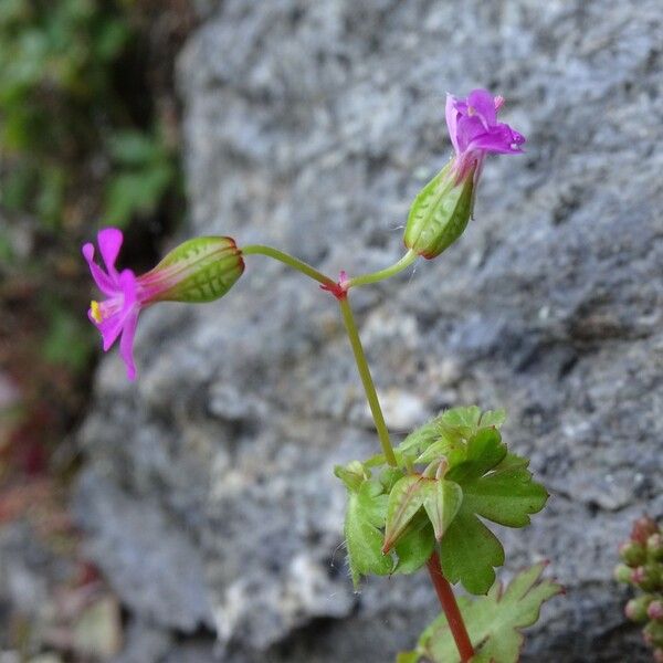 Geranium lucidum പുഷ്പം