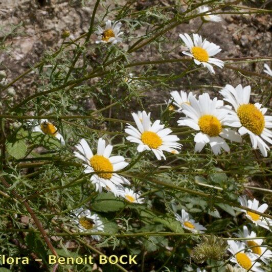 Leucanthemum monspeliense Habitus