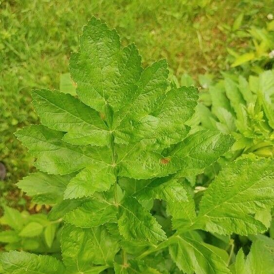 Pastinaca sativa Frunză