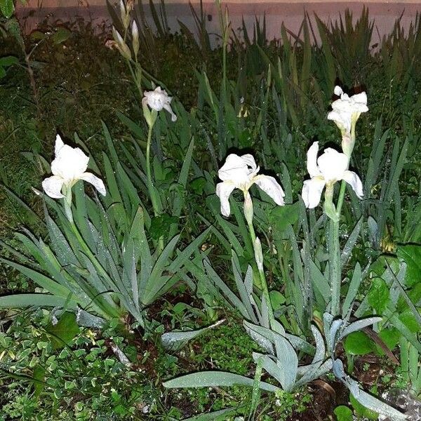 Iris albicans Habitus