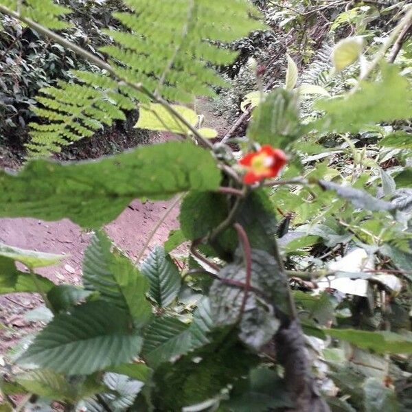 Impatiens gesneroidea Flor