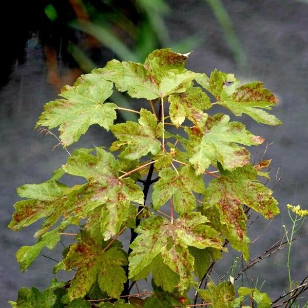 Acer pseudoplatanus Habit