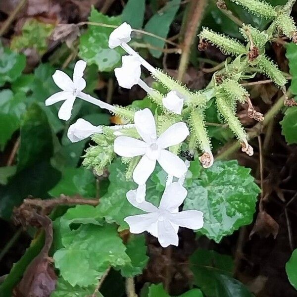 Plumbago zeylanica 花