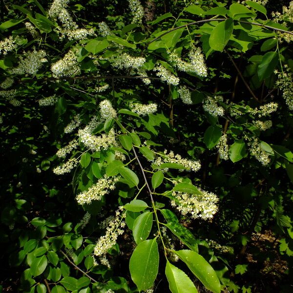 Prunus serotina 葉