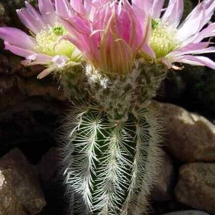 Echinocereus reichenbachii Λουλούδι