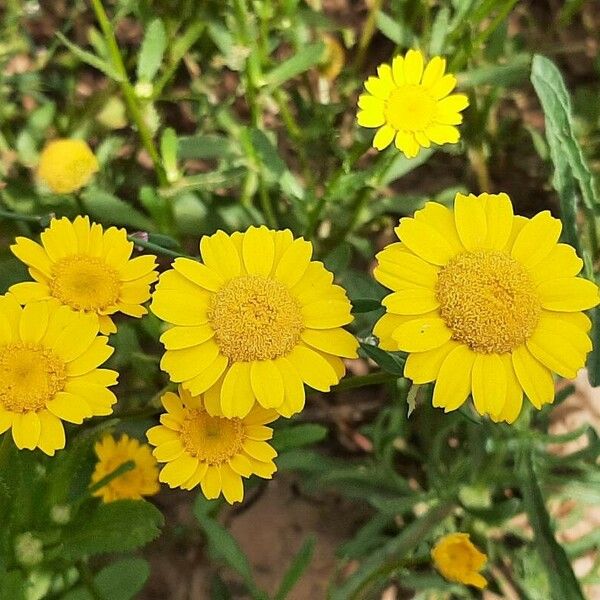 Coleostephus myconis Flower