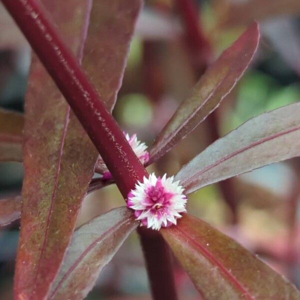 Alternanthera sessilis Flower