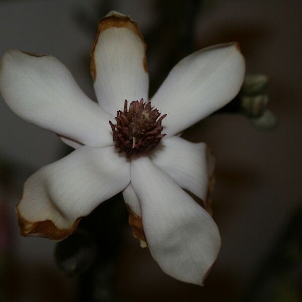 Magnolia × soulangeana Blüte