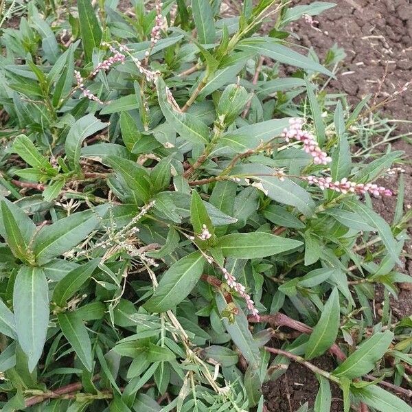 Persicaria strigosa Alkat (teljes növény)