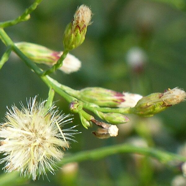 Symphyotrichum subulatum ᱡᱚ