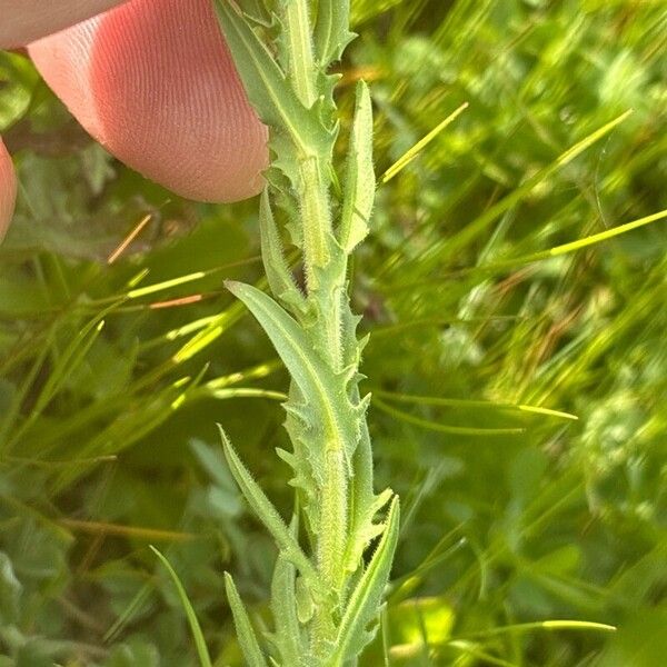 Lepidium heterophyllum Leaf