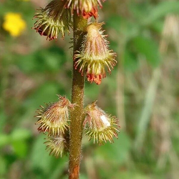 Agrimonia eupatoria Plod