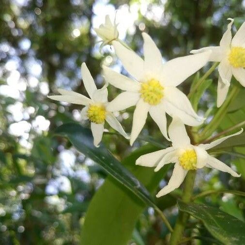 Clematis lasiantha Blodyn