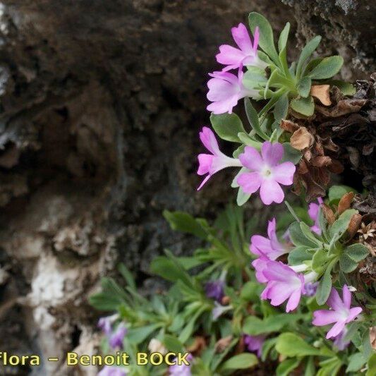 Primula allionii Άλλα