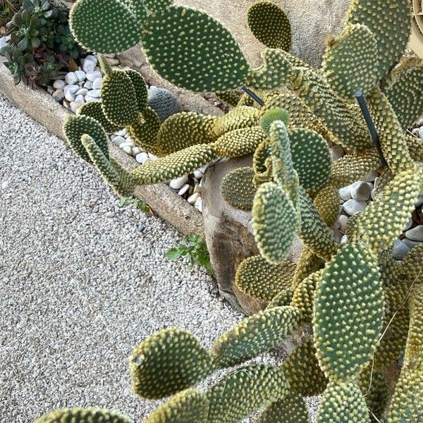 Opuntia microdasys Leaf