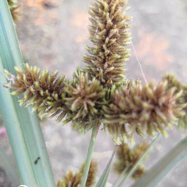 Cyperus alopecuroides Flors