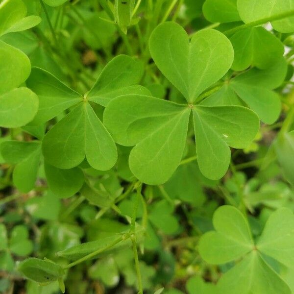 Oxalis dillenii Leht