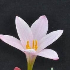 Zephyranthes rosea Flor