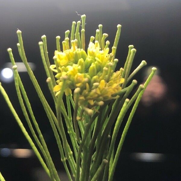 Sisymbrium irio 花