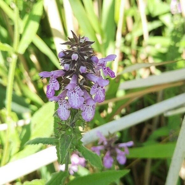 Stachys palustris Flor