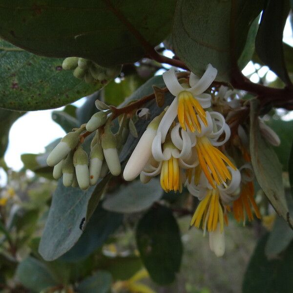 Styrax ferrugineus Кветка