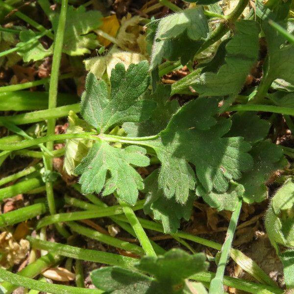 Ranunculus sardous ഇല