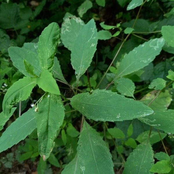 Impatiens noli-tangere Leaf