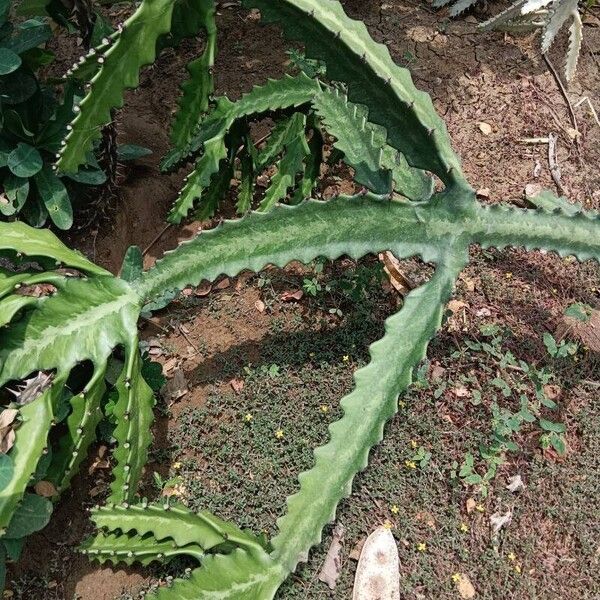 Euphorbia lactea Casca