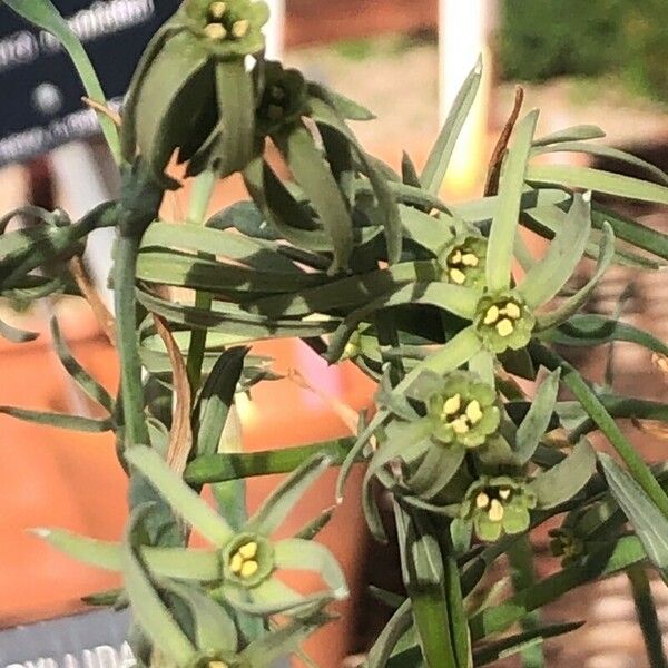 Narcissus viridiflorus Blüte