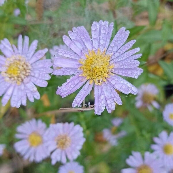 Aster amellus Flower