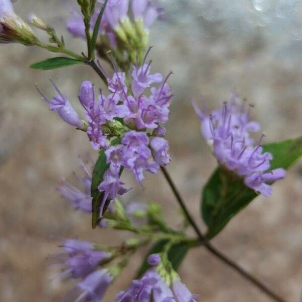 Cunila origanoides Lorea