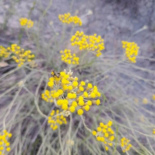 Helichrysum italicum Flower