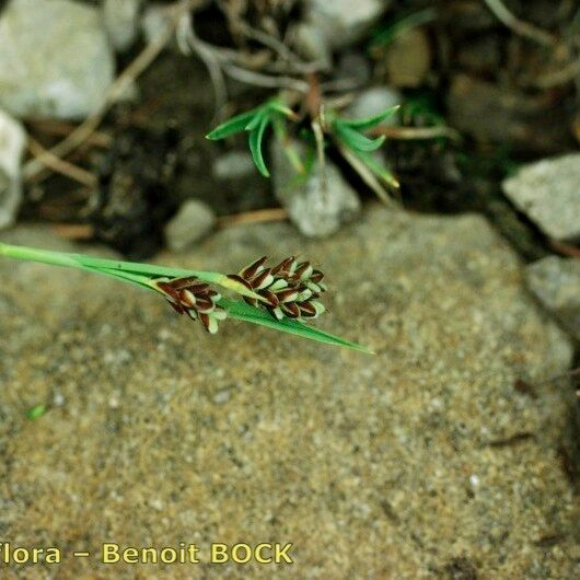 Carex bicolor 其他