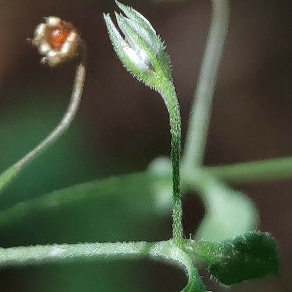 Stellaria apetala Flower