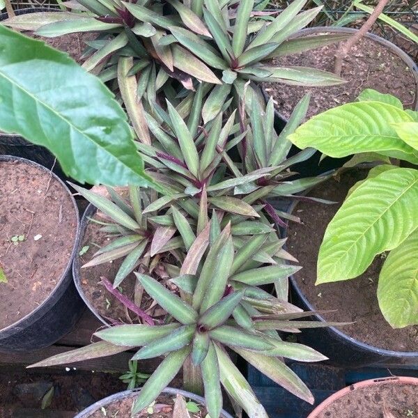 Tradescantia spathacea ശീലം